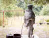 Side profile of the statue in 1999. Photo: Robert Russell